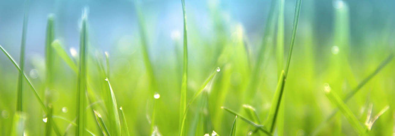Closeup of grass with dewdrops