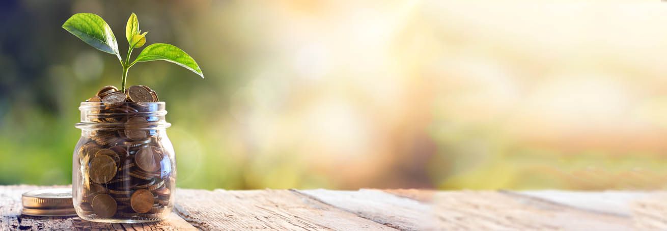 Plant growing out of a jar filled with money